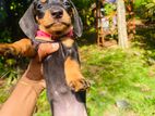 Dachshund Puppies
