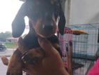 Dachshund Puppies