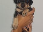 Dachshund Puppies