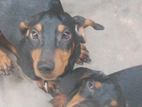 Dachshund Puppies