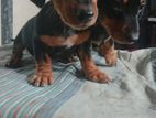Dachshund puppies