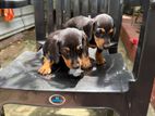 Dachshund Puppies