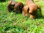 Dachshund Puppies
