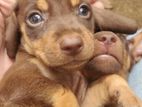 Dachshund Puppies