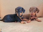 Dachshund puppies
