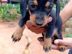 Dachshund Puppies