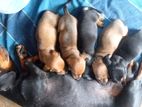 Dachshund Puppies