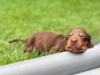Dachshund Puppies