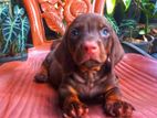 Dachshund Puppies