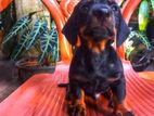 Dachshund Puppies