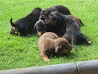 Dachshund Puppies