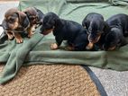 Dachshund puppies