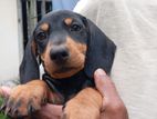 Dachshund Puppies