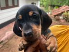 Dachshund Puppies