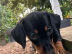 Dachshund Puppies