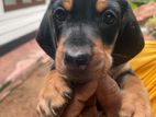 Dachshund Puppies