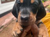 Dachshund Puppies