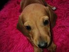 Dachshund Puppies
