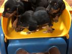Dachshund puppies for sale