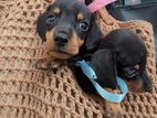 Dachshund puppies