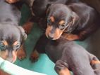 Dachshund Puppies