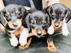 Dachshund Puppies