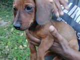 Dachshund Puppies