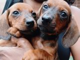 Dachshund Puppies
