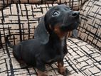 Dachshund Puppies