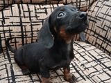 Dachshund Puppies