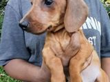 Dachshund Puppies