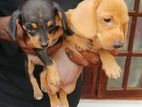 Dachshund Puppies