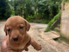 Dachshund Puppies