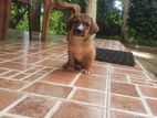 Dachshund Puppy
