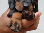 Dachshund Puppies