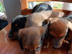 Dachshund puppies