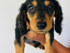 Dachshund Puppies