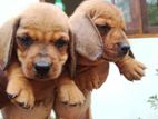 Dachshund Puppies