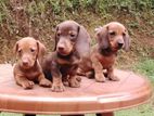 Dachshund Puppies