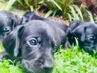 Dachshund Puppies