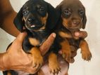 Dachshund Puppies