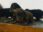 Dachshund Puppies