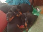 Dachshund Puppies