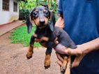 Dachshund Puppies