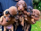 Dachshund Puppies