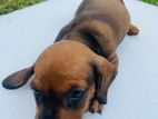 Dachshund Puppies