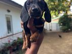 Dachshund Puppies