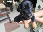 Dachshund Puppies