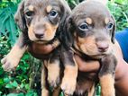 Dachshund Puppies