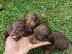 Dachshund Puppies